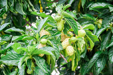 20 NONI Cheese Fruit Great Morinda Citrifolia Indian Beach Mulberry Shrub Tree Seeds